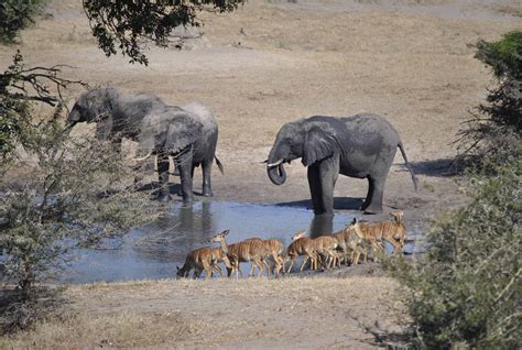 tembe elephant park webcam|Tembe Elephant Park, South Africa